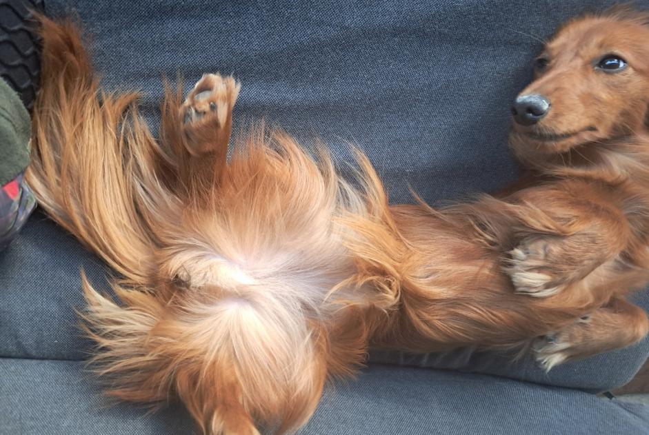 Alerta de Desaparición Perro  Hembra , 1 años Finhan Francia