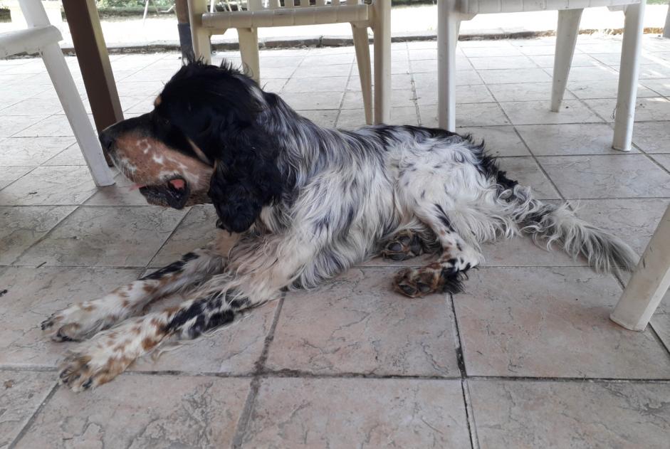 Alerte Découverte Chien Inconnu Montauban France Alerte Découverte Chien Inconnu Montauban France