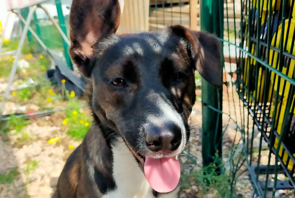 Avviso Ritrovamento Cane incrocio di razze  Femmina Nègrepelisse Francia