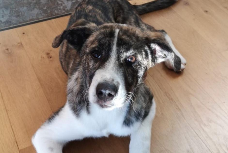 Verdwijningsalarm Hond rassenvermenging  Vrouwtje , 3 jaar Caylus Frankrijk