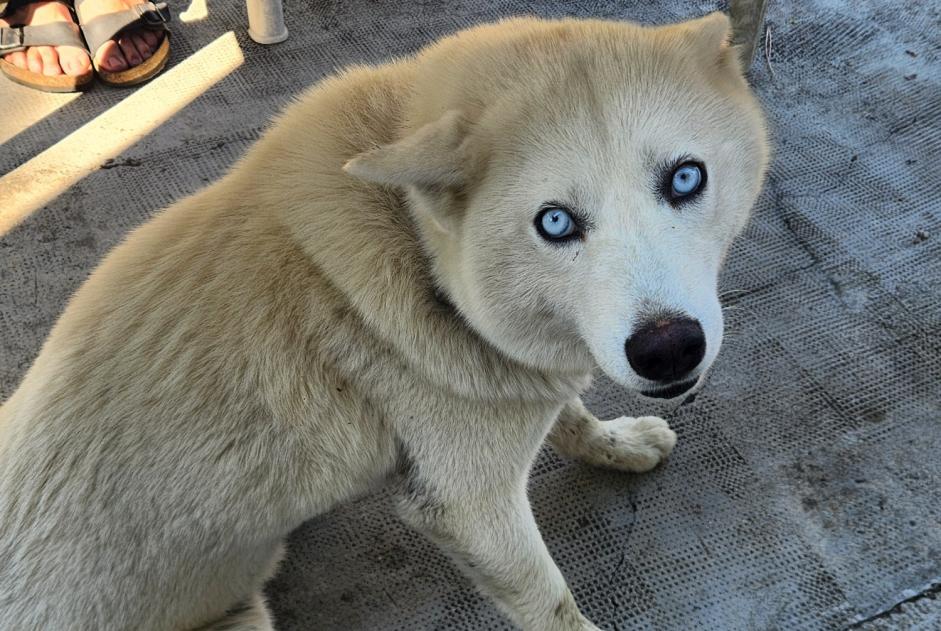 Alerta descoberta Cão  Fêmea Montesquieu France
